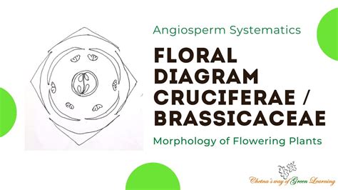 Cruciferae Or Brassicaceae Floral Diagram I Morphology Of Flowering