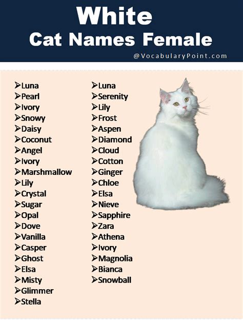 150+ Fluffy White Cat Names : Cute, Funny and Best - Vocabulary Point