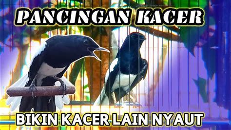 SUARA BURUNG Kacer Gacor NGEPLONG Ini Cocok Buat PANCINGAN KACER Agar