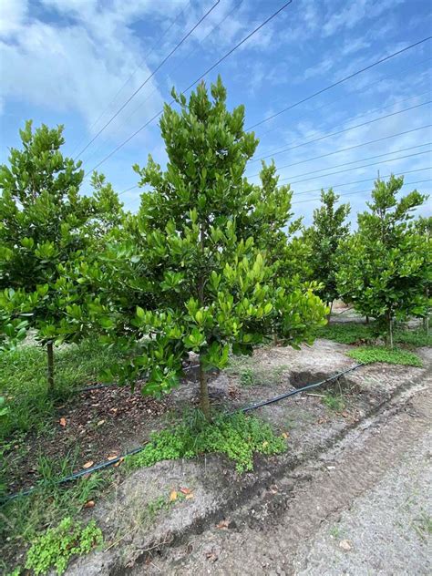 Calophyllum – Parkland Falls Nursery