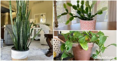 What Indoor House Plants Like Coffee Grounds? - coffeenutty.com