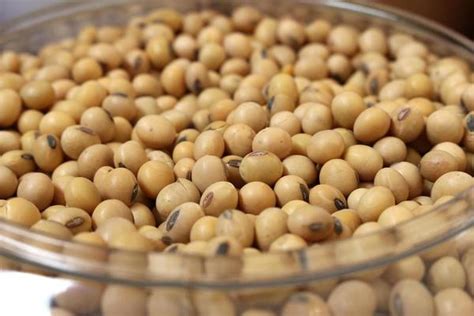 Soybean Stock Photos, Images and Backgrounds for Free Download