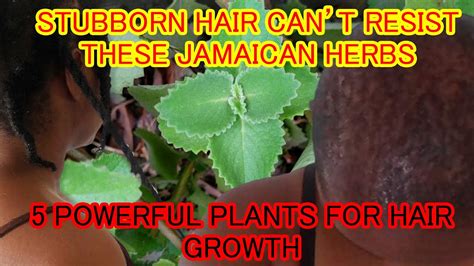 5 More Powerful Jamaica Herbsplants For Hair Growth Fight Hair Loss