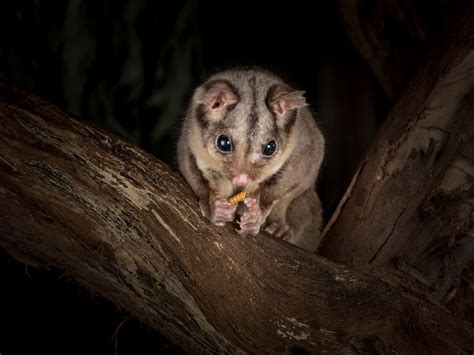 Sugar Glider - Wildlife Sanctuary & Café - Great Ocean Road | Wildlife ...