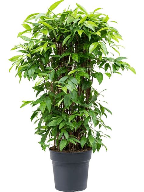 Dracaena Surculosa Drachenbaum Terrapalme Heim Und Gartenshop