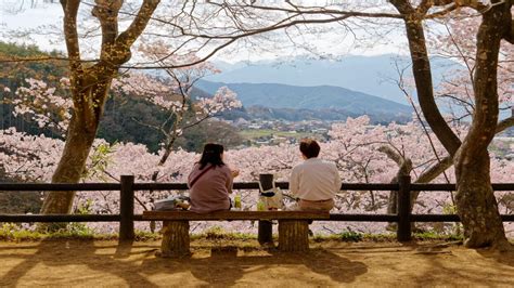 Blooming Beauty Your Ultimate Guide To Cherry Blossom Season In Tokyo