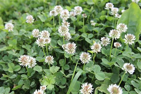 Free Photo Clover Flowers Wild Plants Free Image On Pixabay 87943