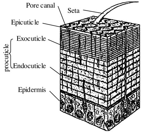 A Cross Section Of A Generic Insect Cuticle Showing The Different