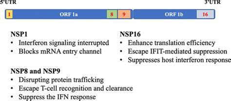 Non Structural Proteins Nsps And Their Functions Download