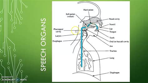 Organs Of Speech