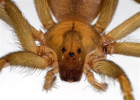 Spider venom reveals new secret: Once injected into a bite wound, venom ...