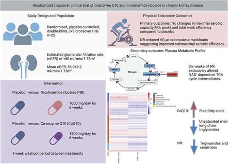 Nephrology Researchers Investigate Treatment Options For Impaired