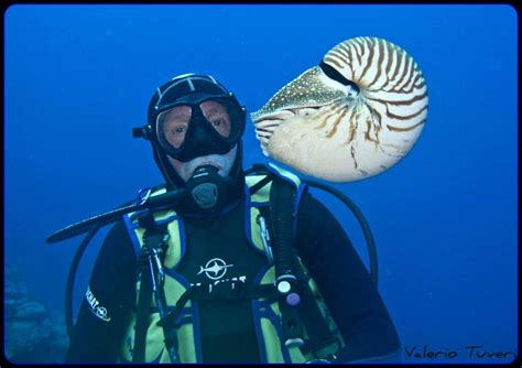 Nautilus: The Ocean's Living Fossil - Ocean Info