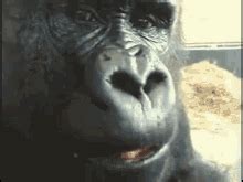 Funny Monkey Face GIFs | Tenor