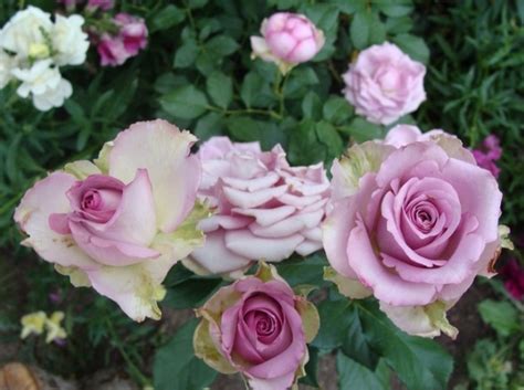 Купить саженцы Роза Кул Ватер (или Уотер, Холодная вода, Cool water) в ...