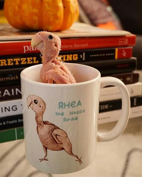 A Coffee Cup With A Bird In It And Some Books On The Table Next To It