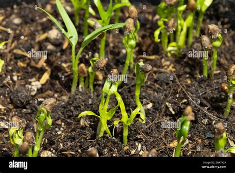 Morning Glory Sprouts Are Growing In The Soil Stock Photo Alamy