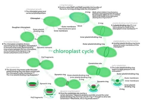 Plastids Everything You Need To Know And More Microscope Clarity