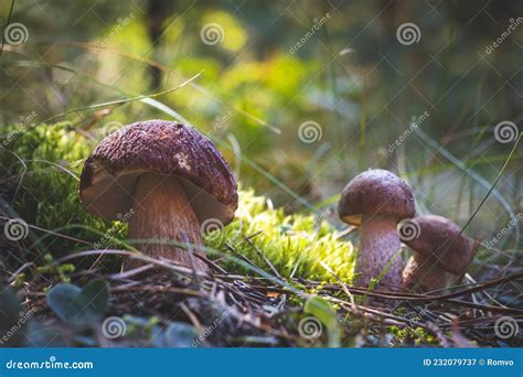 Three Edible Porcini Mushrooms Grow In Forest Stock Image Image Of