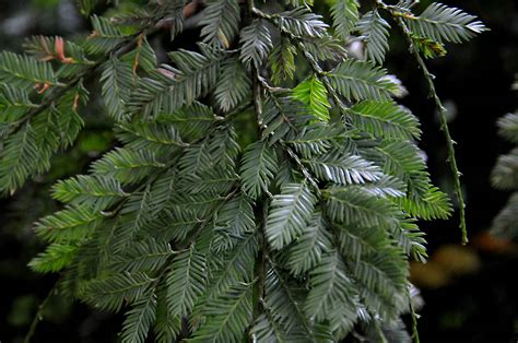 Dacrycarpus Podocarpaceae Image At Phytoimages Siu Edu