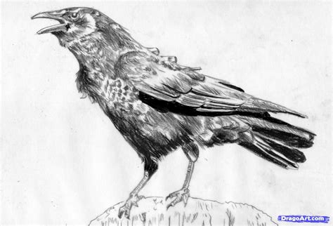 Drawing Crows Guided Drawing American Crow Drawings