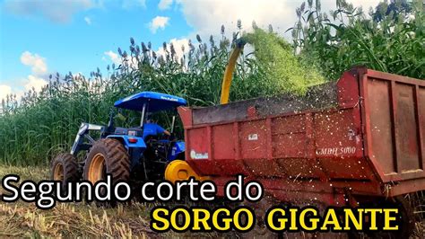 Silagem De Sorgo Gigante Cortando E Fechando O Monte Youtube