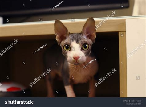 Cat Breed Sphinx Naked Cat Kitten Stock Photo Shutterstock