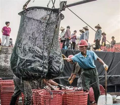 開漁大豐收東山485艘漁船到港帶魚鯧魚和黃魚收穫頗豐 每日頭條