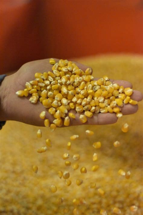 Всхожесть семян кукурузы | LG Seeds Russia | Дзен