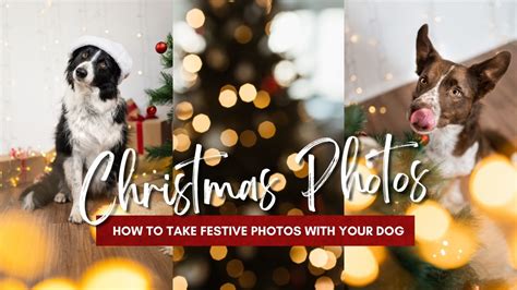 How to Take Dog Christmas Photos - Inspawration Photography