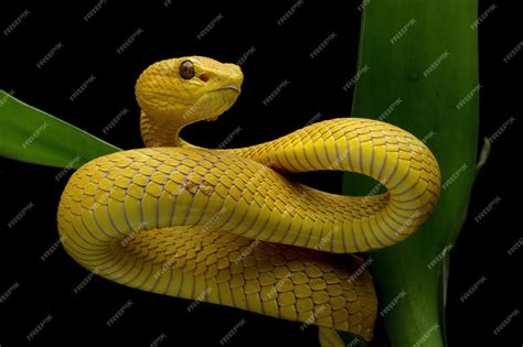 Premium Photo The Yellow White Lipped Pit Viper Trimeresurus