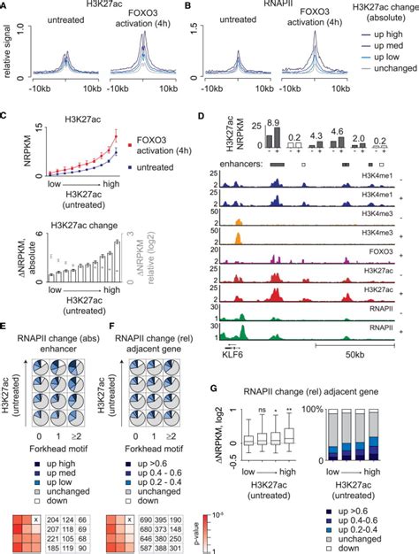 Foxo3 Transcriptional Output Is Predetermined By Initial Levels Of Download Scientific Diagram