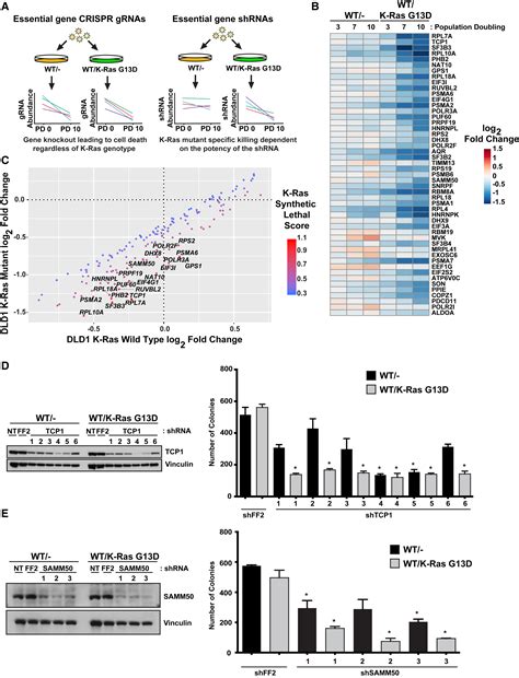 A Role For Mitochondrial Translation In Promotion Of Viability In K Ras