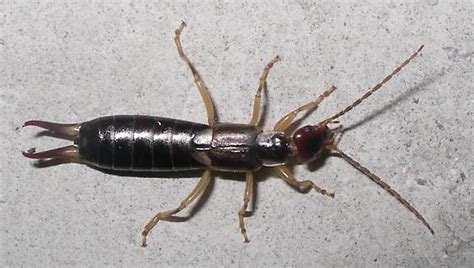 Earwig Forficula Auricularia Bugguidenet