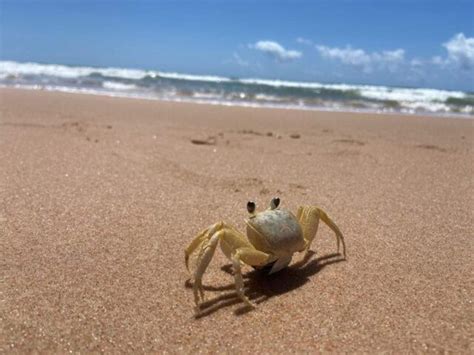 Vai Dar Praia Veja Locais Impr Prios Para Banho Nesse Feriado De