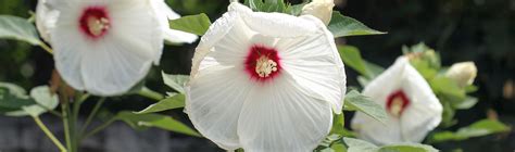 Hardy Hibiscus, Perennials - American Meadows