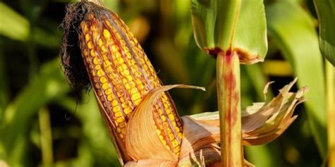 Reconocen A La Milpa Maya Como Patrimonio Agr Cola Mundial En Tabasco