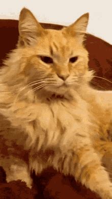 Katonen Cat Boop GIF - Katonen Cat Boop Cat Boop Boop - Discover ...