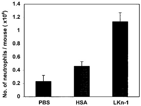 Rlkn Induced Recruitment Of Neutrophils To The Peritoneum Peritoneal