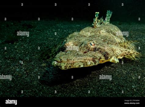 Nosy be scuba diving Indian Ocean Stock Photo - Alamy