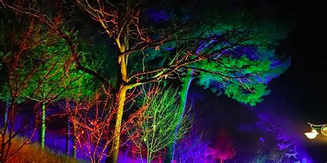 Tree Uplighting | AMA Lighting