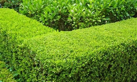 Japanese Box Hedge Buxus Japonica True Green Nursery