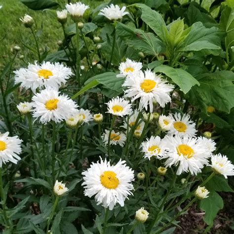Купить Нивяник наибольший "Крейзи Дейзи" (Leucanthemum maximum 'Crazy ...