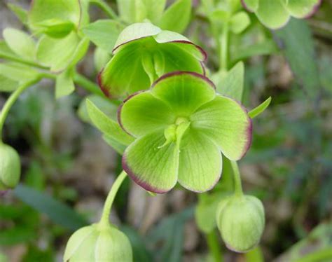 Helleborus Foetidus Stinking Hellebore A Christmas Rose