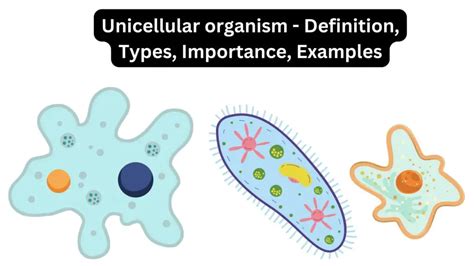 Unicellular organism - Definition, Types, Importance, Examples ...