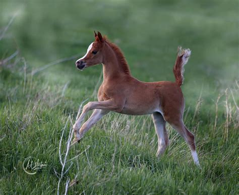 2023 Fabulous Foal Results » Arabian Horse World