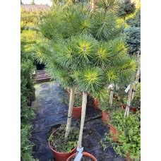 Pinus uncinata "Tukan" / Сосна крючковатая "Тукан " на штамбе