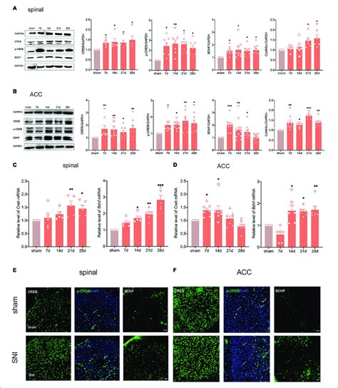 Peripheral Nerve Injury Activates The Creb Bdnf Pathway In The Spinal