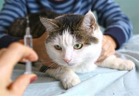 Rabies Symptoms in Cats | Pleasant Hill Vets