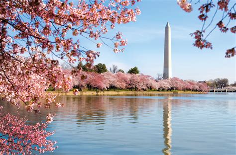 Washington Dc Cherry Blossom Wallpapers Top Free Washington Dc Cherry